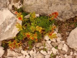 2013-09-08_6Falkenh-Steinfalk (311).JPG